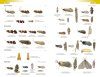 Field Guide to the Micro-moths of Great Britain and Ireland