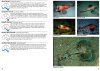 Guide to Sea Fishes of Australia