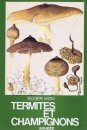 Termites et Champignons