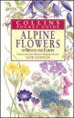 Alpine Flowers of Britain and Europe