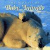 The World of Baby Animals