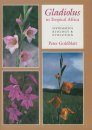 Gladiolus in Tropical Africa
