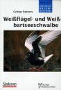 Weissflügel- und Weissbartseeschwalbe (Whiskered and White-winged Black Terns)