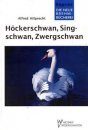 Höckerschwan, Singschwan, Zwergschwan (Mute, Berwick's, Whooper Swans)