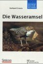 Die Wasseramsel (White-throated Dipper)
