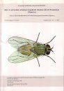 A Key to the Identification of Central European Fanniidae (Diptera)