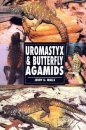 Uromastyx and Butterfly Agamids