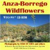 Anza-Borrego Wildflowers CD-ROM