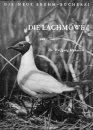 Die Lachmöwe (Black-headed Gull)