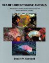 Sea of Cortez Marine Animals - A Guide to the Common Fishes and Invertebrates, Baja California to Panama