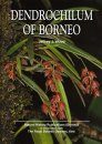 Dendrochilum of Borneo