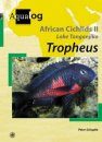 African Cichlids II: Tanganyika I: Tropheus