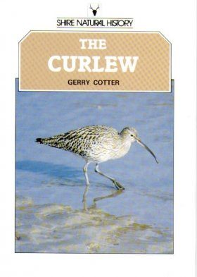 The Curlew