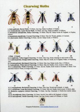 Clearwing Moths