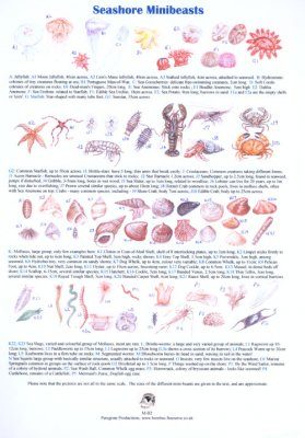 Seashore Minibeasts
