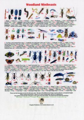 Woodland Minibeasts