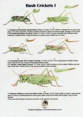 Bush Crickets I