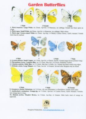 Garden Butterflies