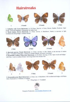 Hairstreaks