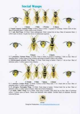 Social Wasps
