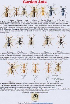 Garden Ants