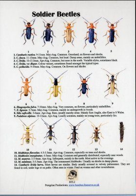 Soldier Beetles
