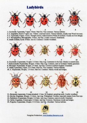 Ladybirds