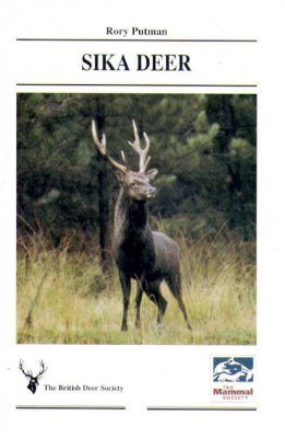 Sika Deer