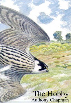 The Hobby