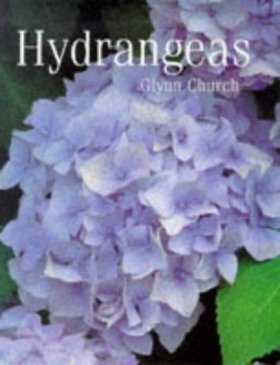 Hydrangeas