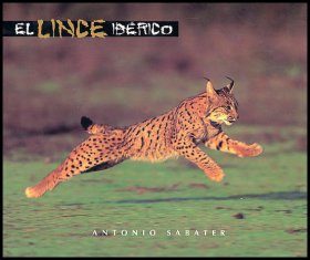 El Lince Iberico (The Iberian Lynx)