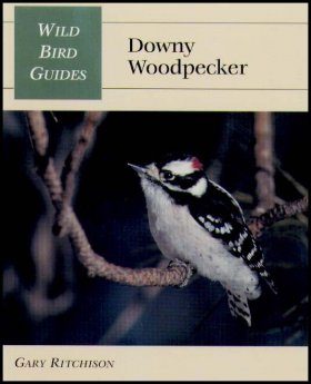 Downy Woodpecker