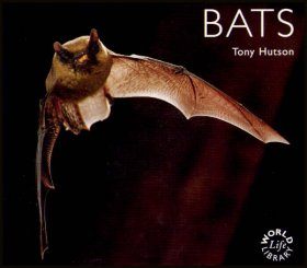 Bats