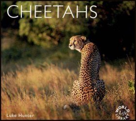Cheetahs