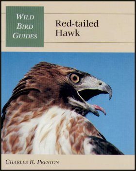 Red-Tailed Hawk