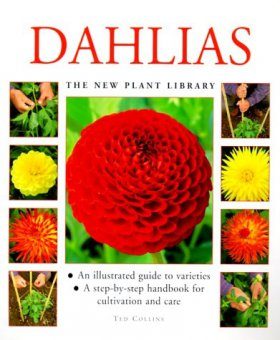 Dahlias