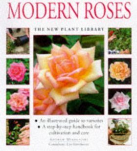 Miniature Roses