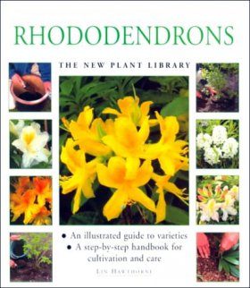 Rhododendrons