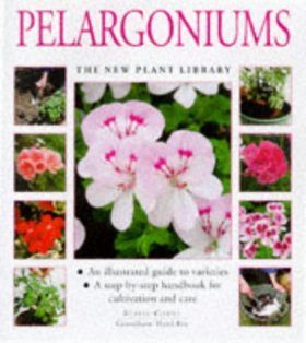 Pelargoniums
