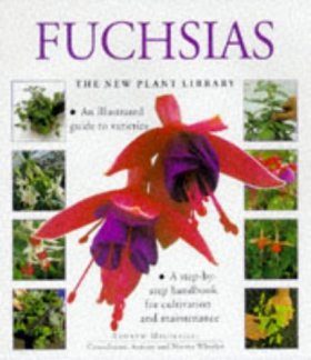 Fuchsias