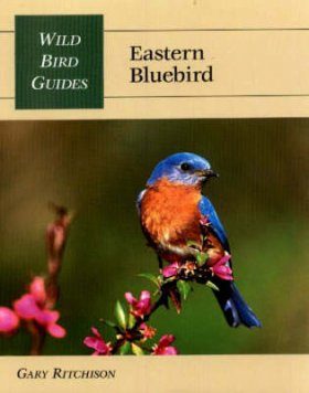 Eastern Bluebird