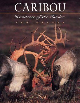 Caribou: Wanderer of the Tundra