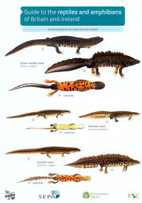Guide to the Reptiles and Amphibians of Britain and Ireland