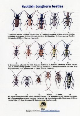 Scottish Longhorn Beetles