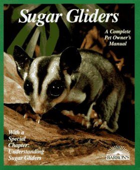 Sugar Gliders