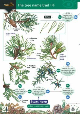 The Tree Name Trail