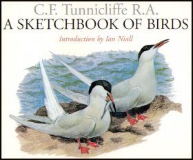 A Sketchbook of Birds