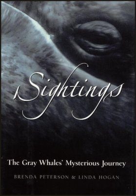 Sightings: The Gray Whales' Mysterious Journey