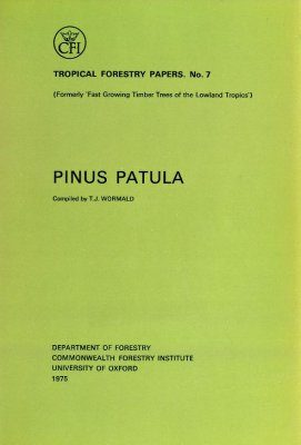 Pinus Patula