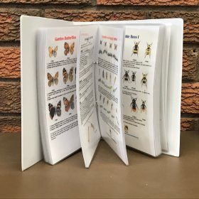 British Insects